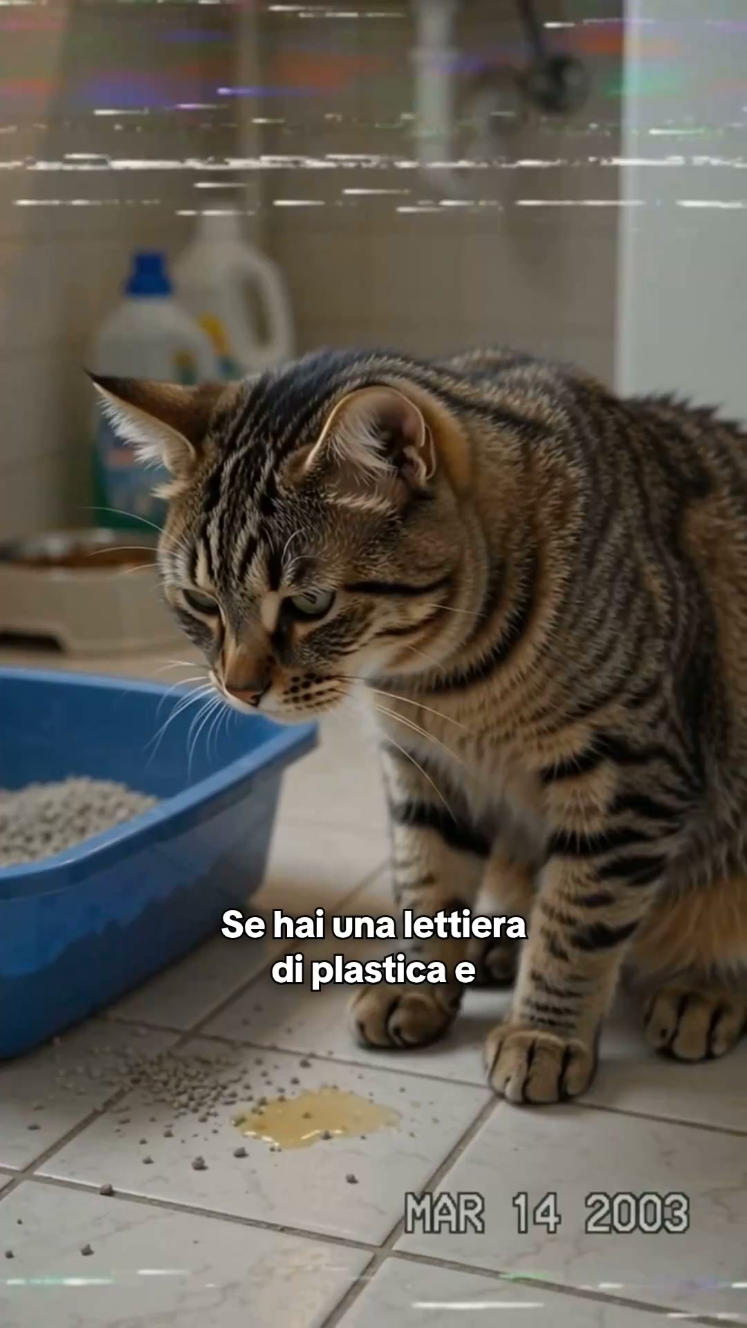 La Lettiera in Acciaio Inox Che Ti Cambierà la Vita