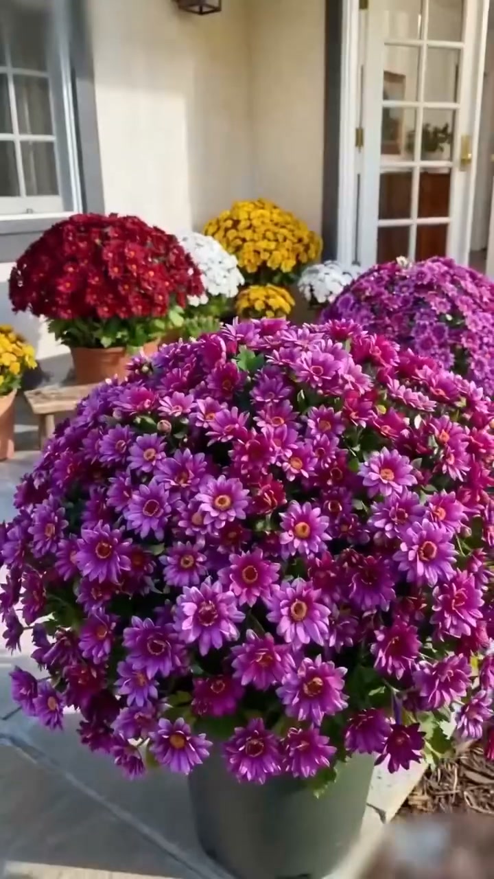Artificial Outdoor Sunset Mums Flowers