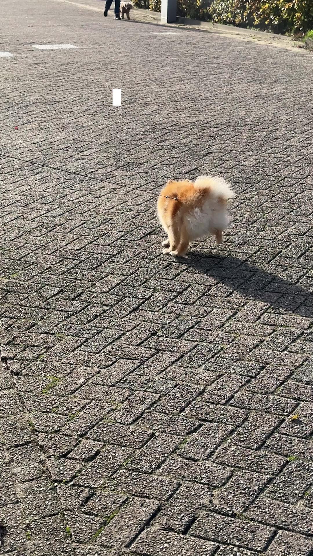 Ontwikkeld samen met dierenartsen