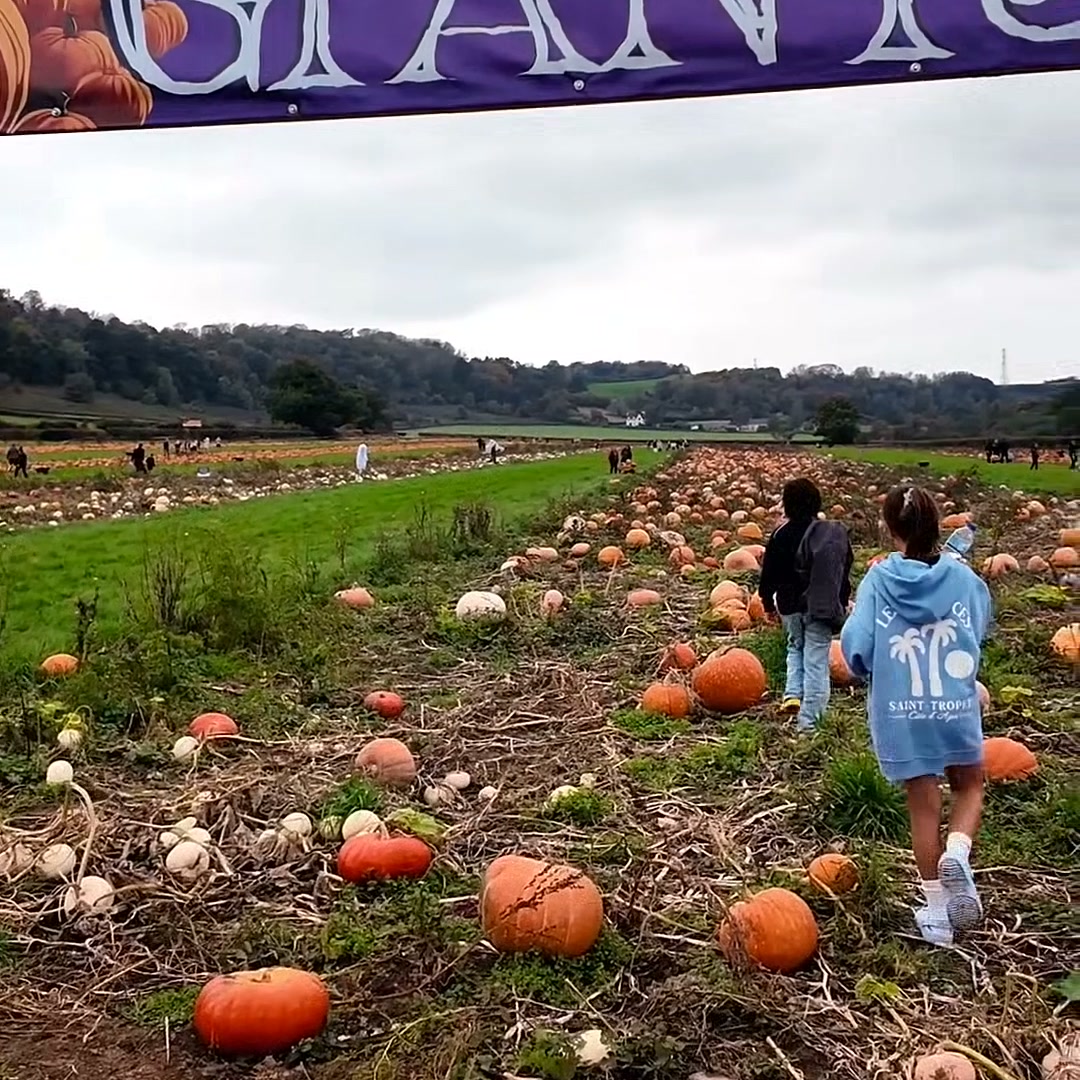Pick Your Own Pumpkins at Forage