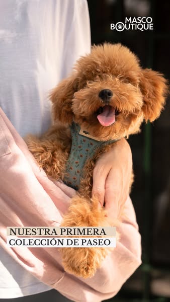 El mejor arnés para tus paseos diarios