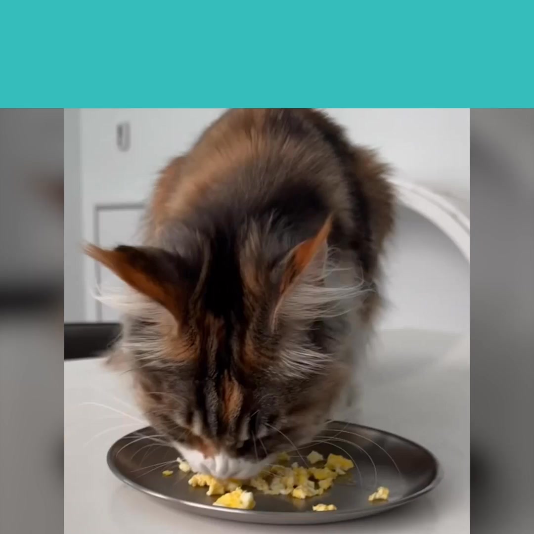 Is this food the secret to your cat's health?
