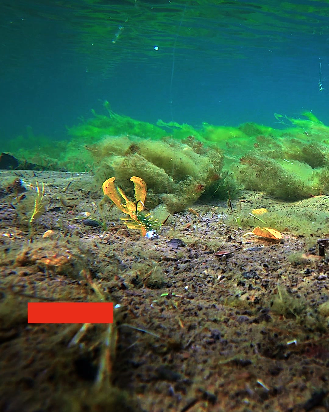 Bedst sælgende fiskegrej til aborre