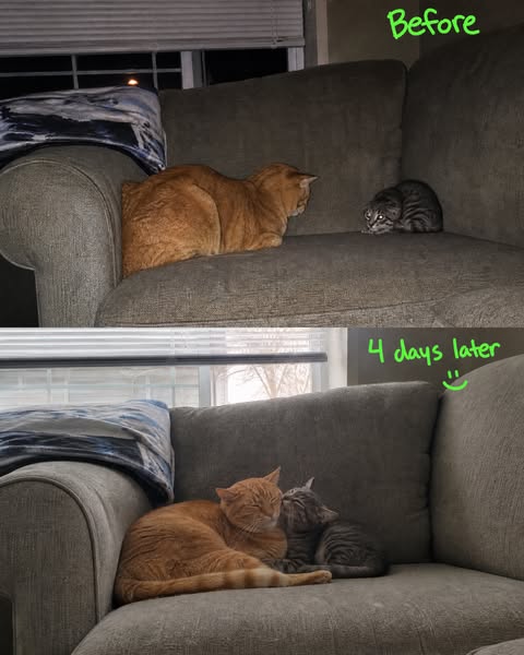Read This If Your Resident Cat is Hurting Your New Kitten