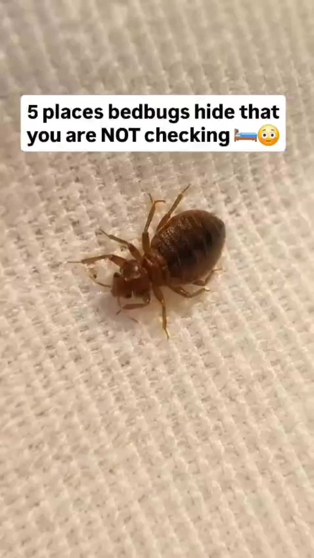 We Put Exterminators Out of Business For $25