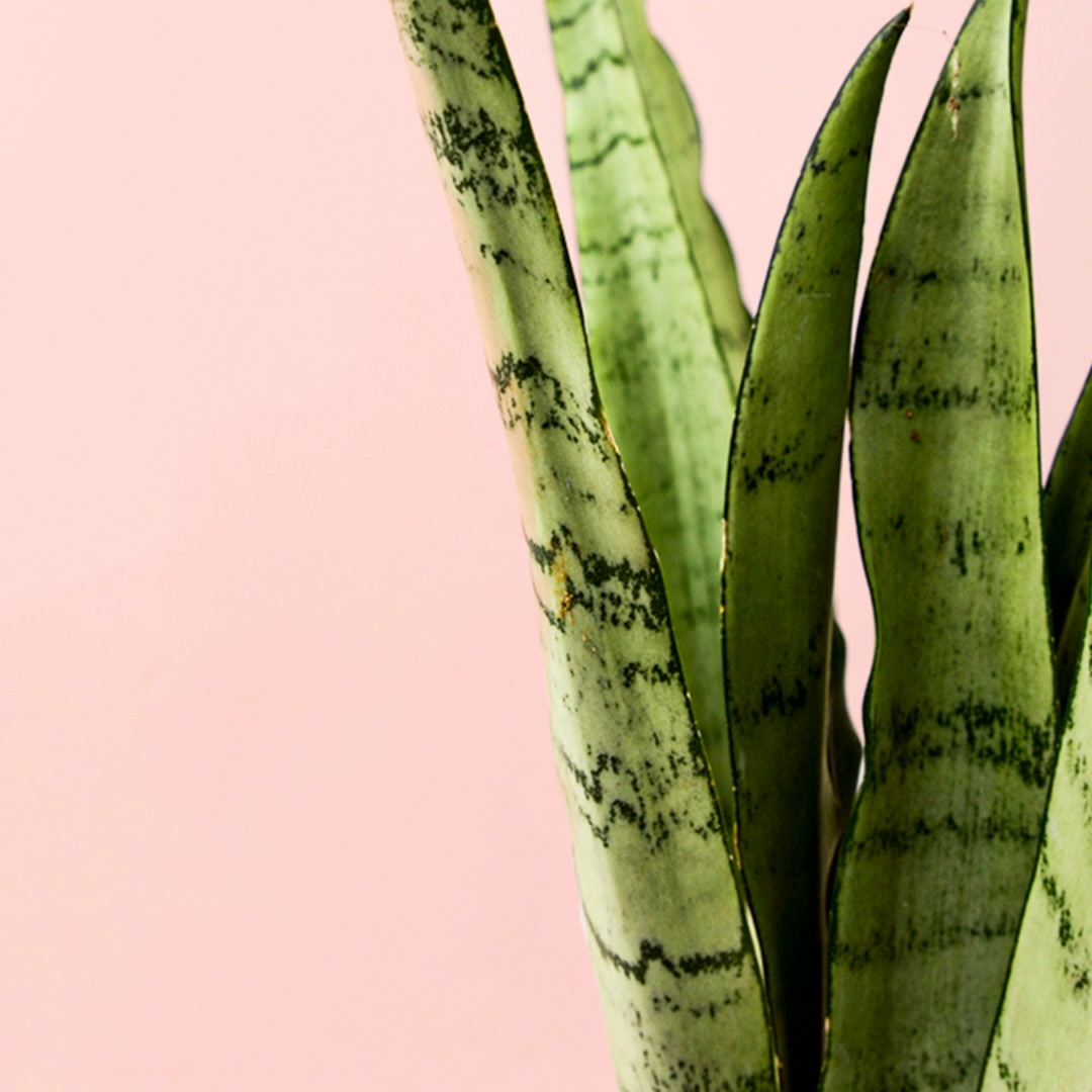 ¿Piso oscuro? Estas plantas aman la sombra