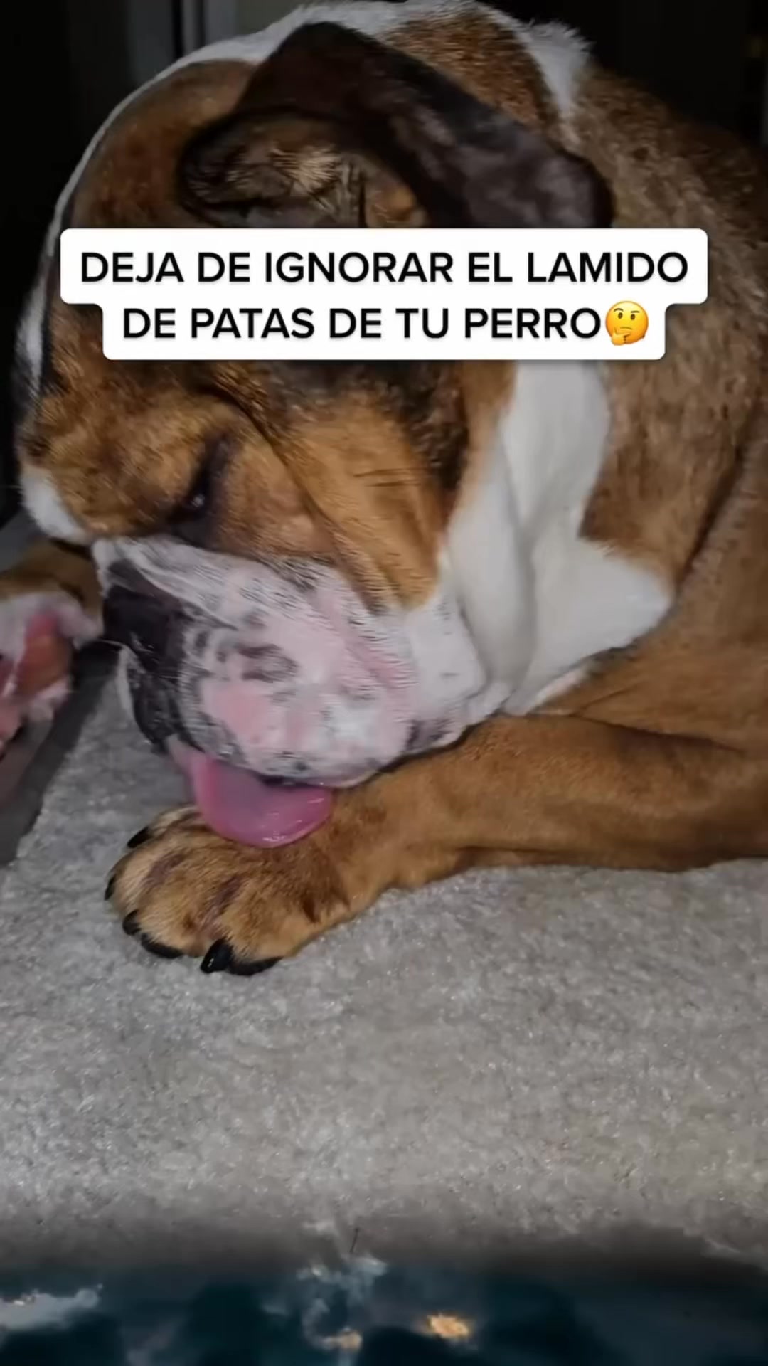 +50.000 perros ya lo usan