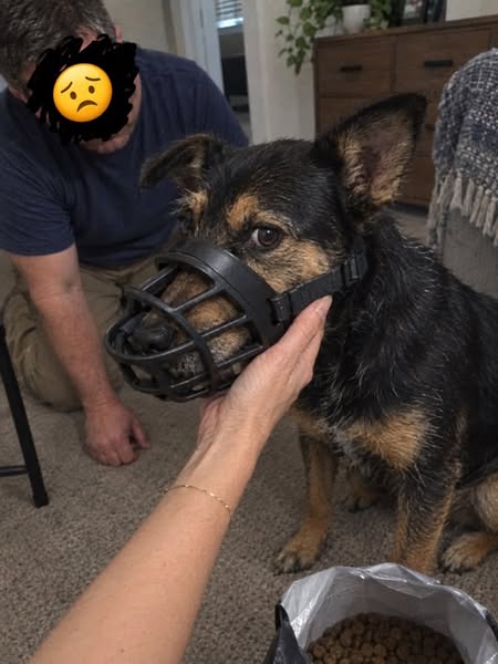 How To Fix Your Dog's Reactivity