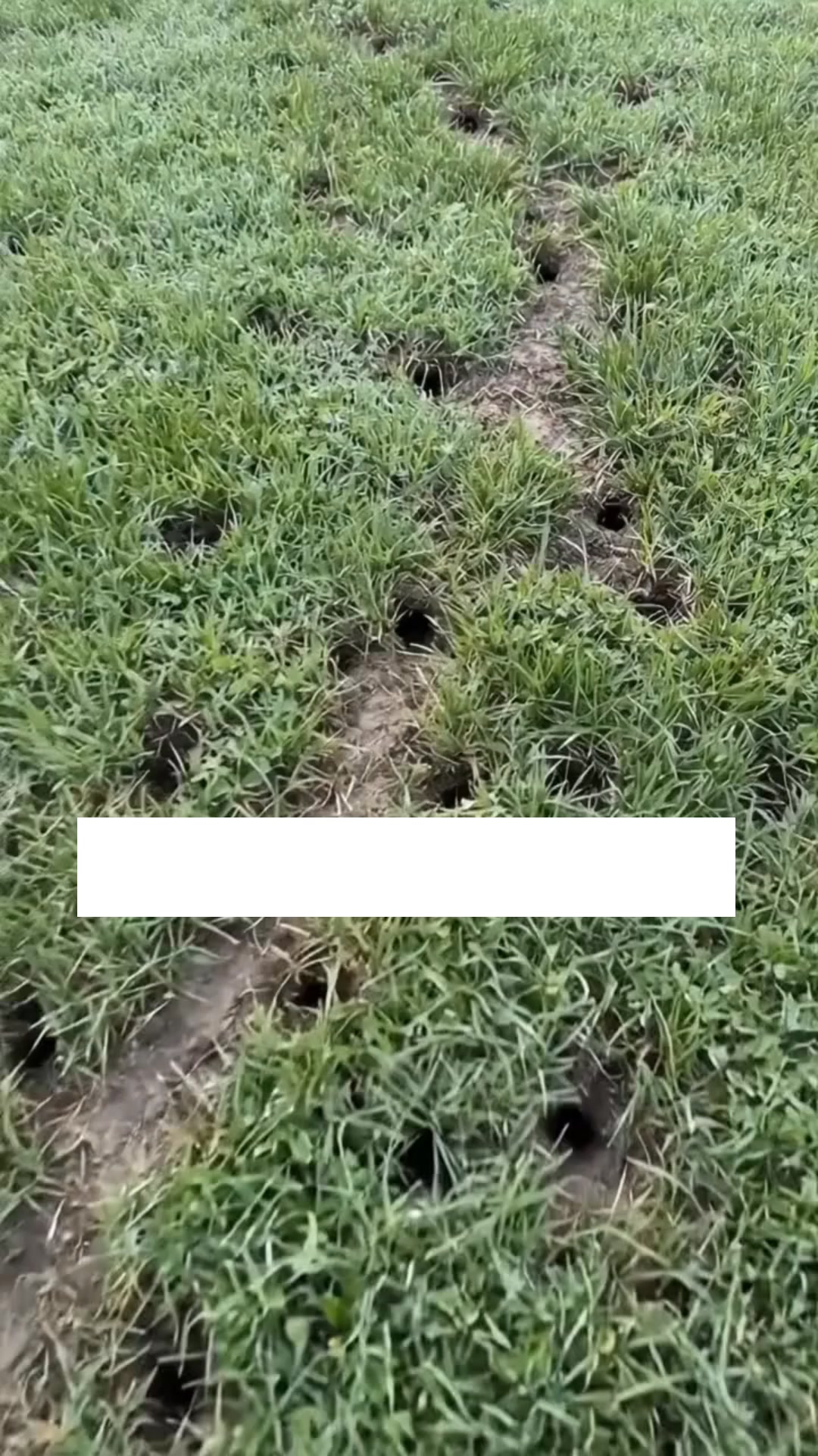Toutes les solutions pour souris ont échoué. Sauf celle-ci...