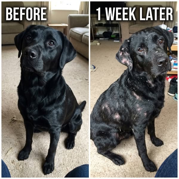 The Vet Said His Flakes Were Nothing. A Nurse Knew Better.