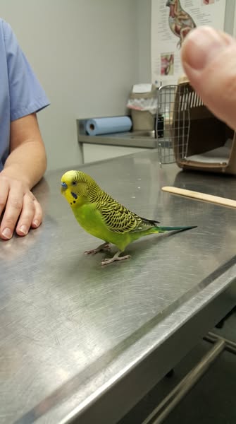 You missed something about your parrot right now...