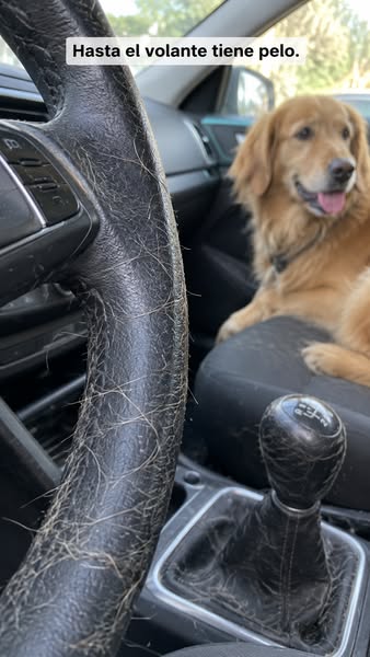 Gánale la batalla al pelo de tu mascota.