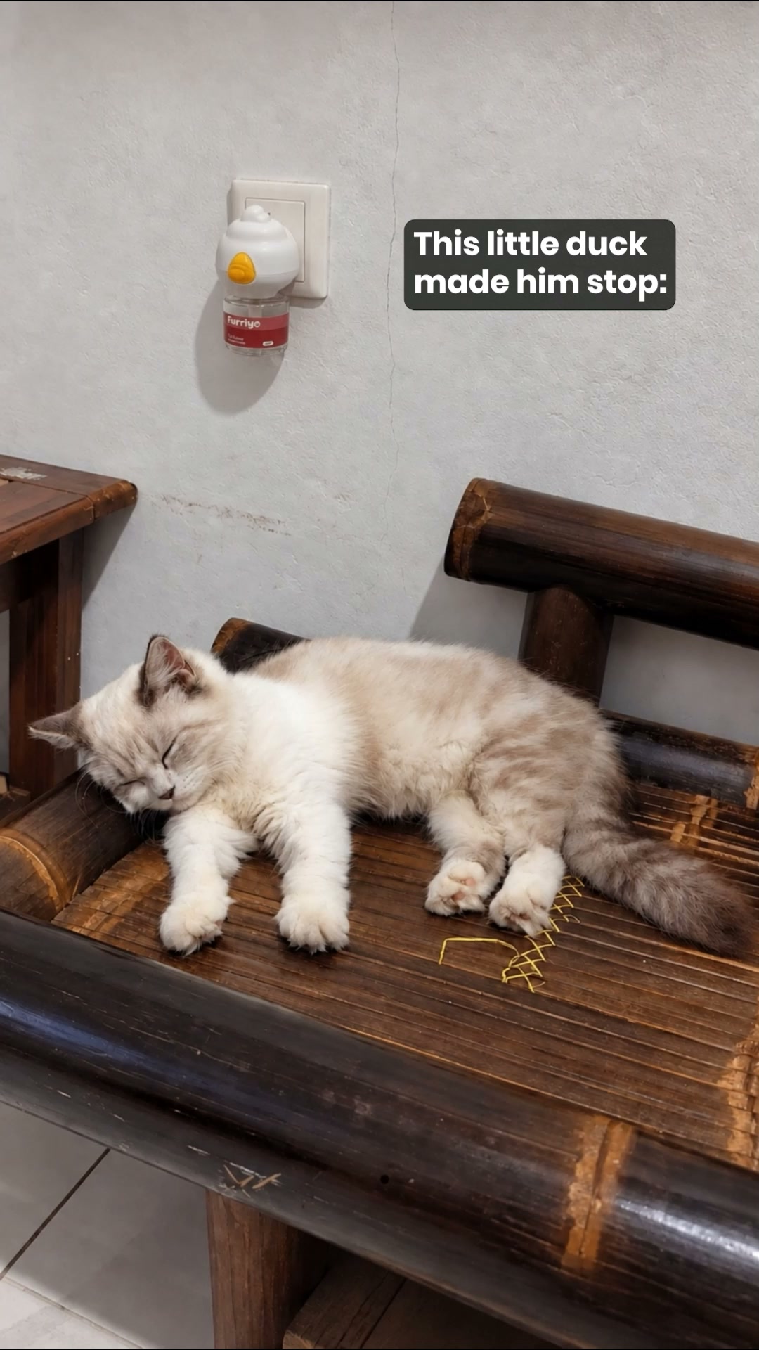 Help Your Anxious Cat Feel Safe Again