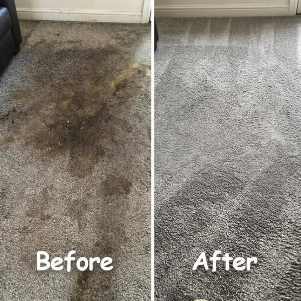 Animal Shelters Use This to Erase Stains & Odors