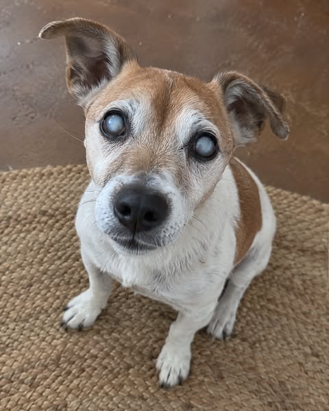 My Dog Stopped Jumping On The Bed… Then I Learned What Was Happening Inside His Eyes