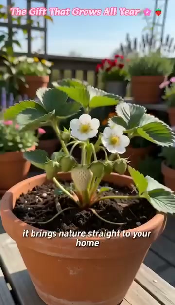 Anúncio de Jintdrafrinsho Sheropliho