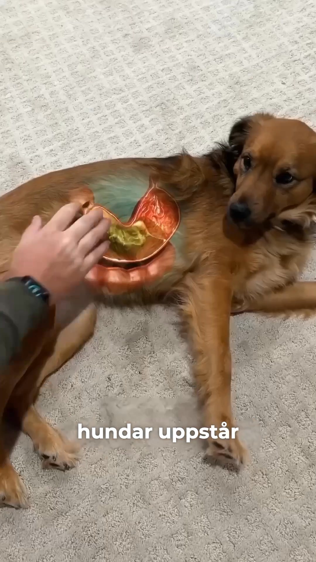 25,000+ hundar kan inte ha fel