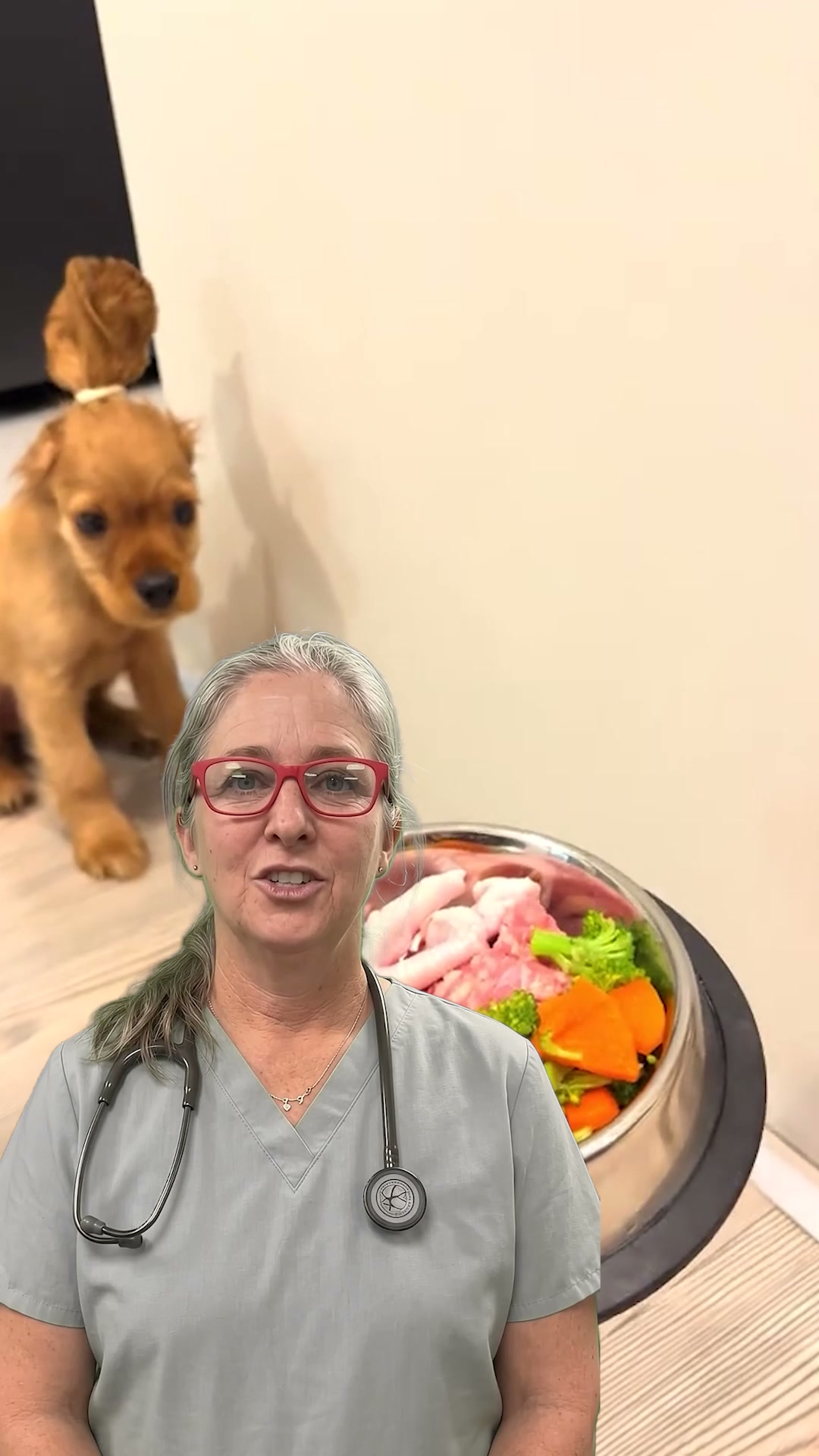 8 In 10 Older Dogs Are In Pain