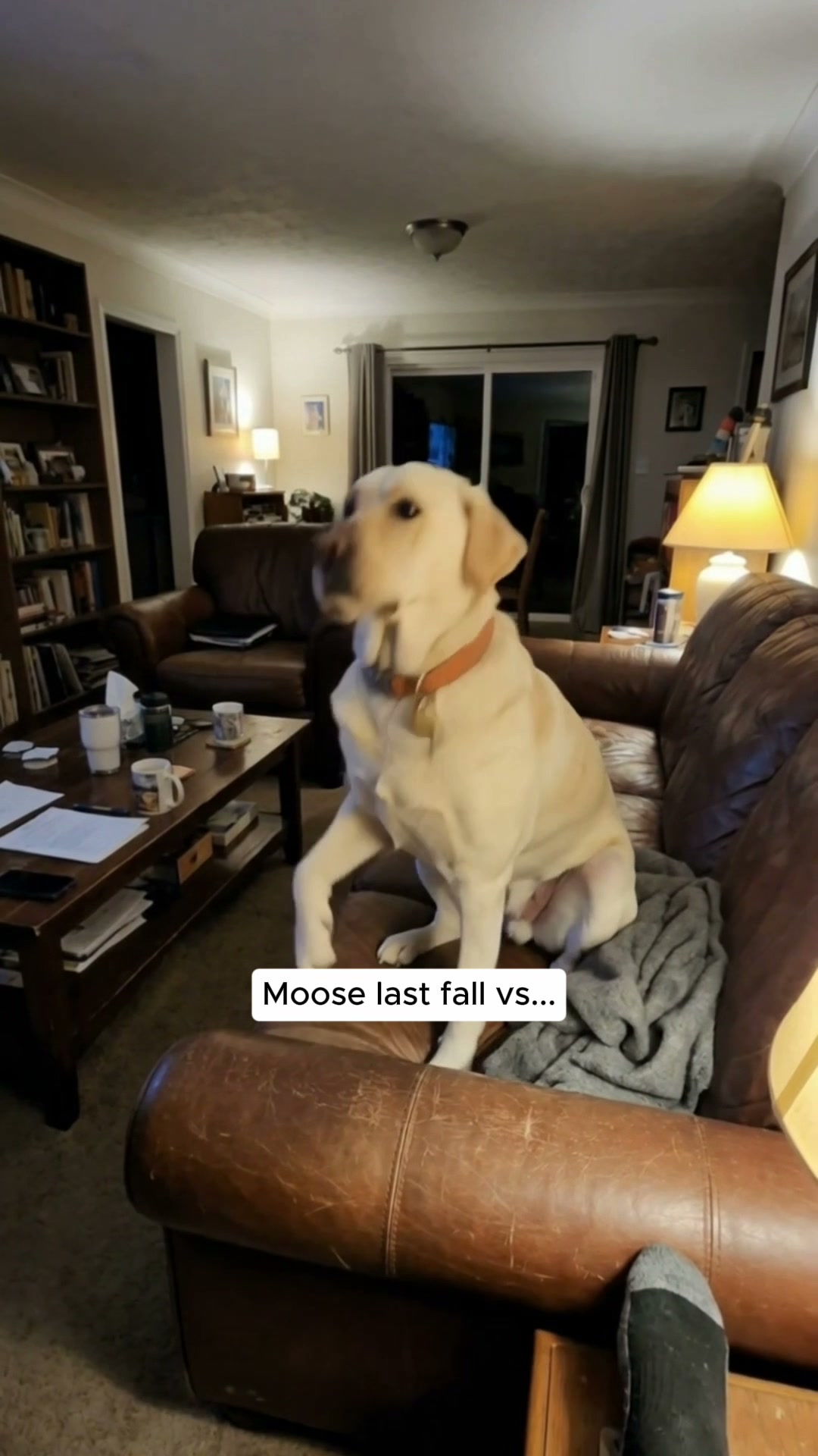 Moose Last Autumn vs This Autumn. No Op
