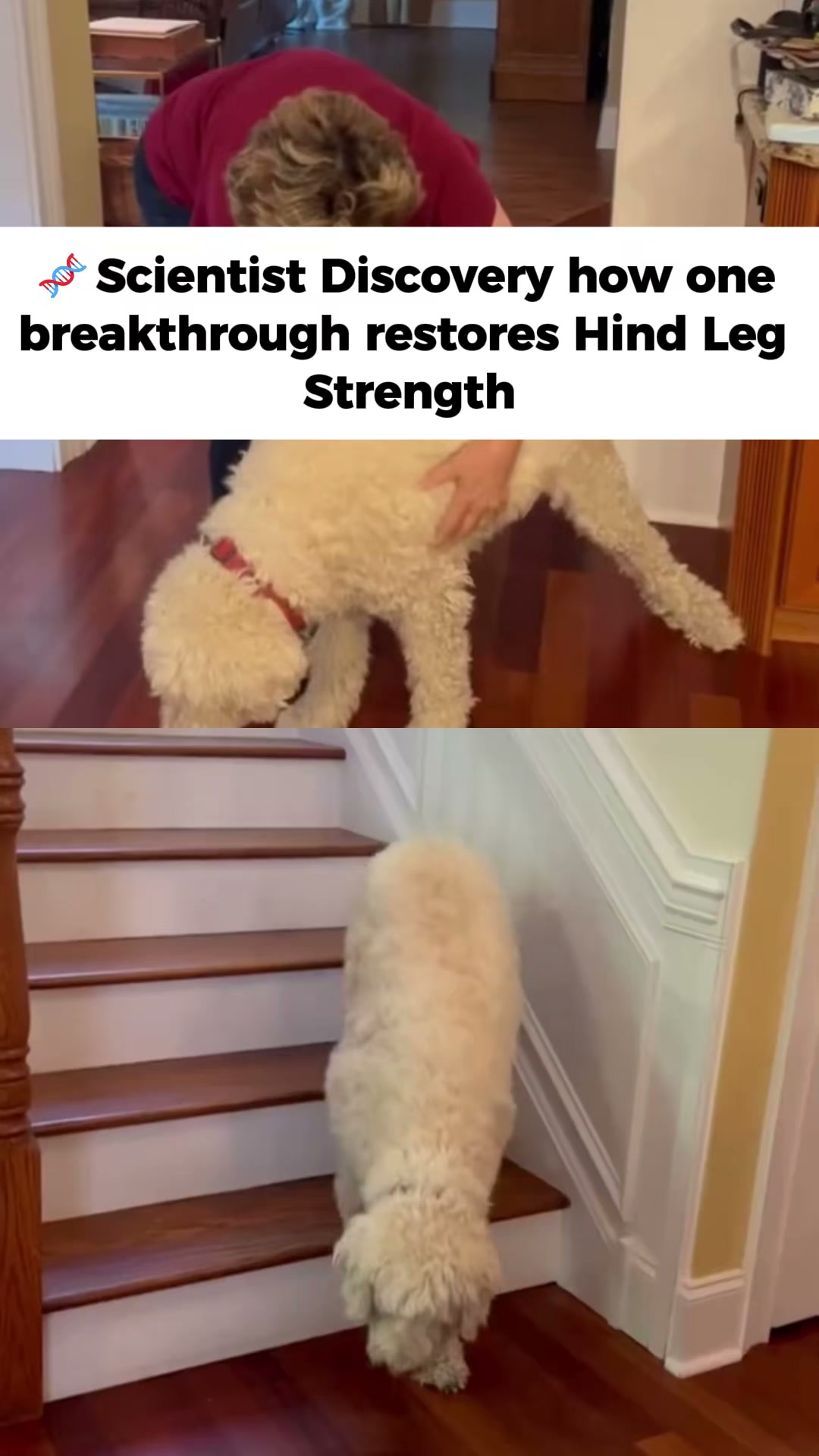 Anúncio de Vet-Approved Pet Products