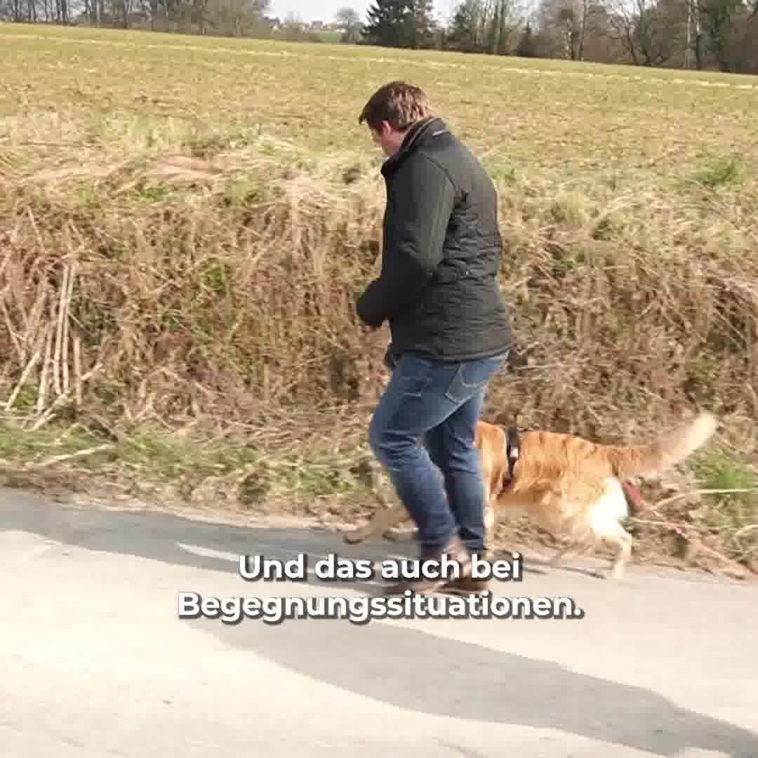 Die VOGT Trainingsleine für den entspannten Spaziergang mit deinem Hund.