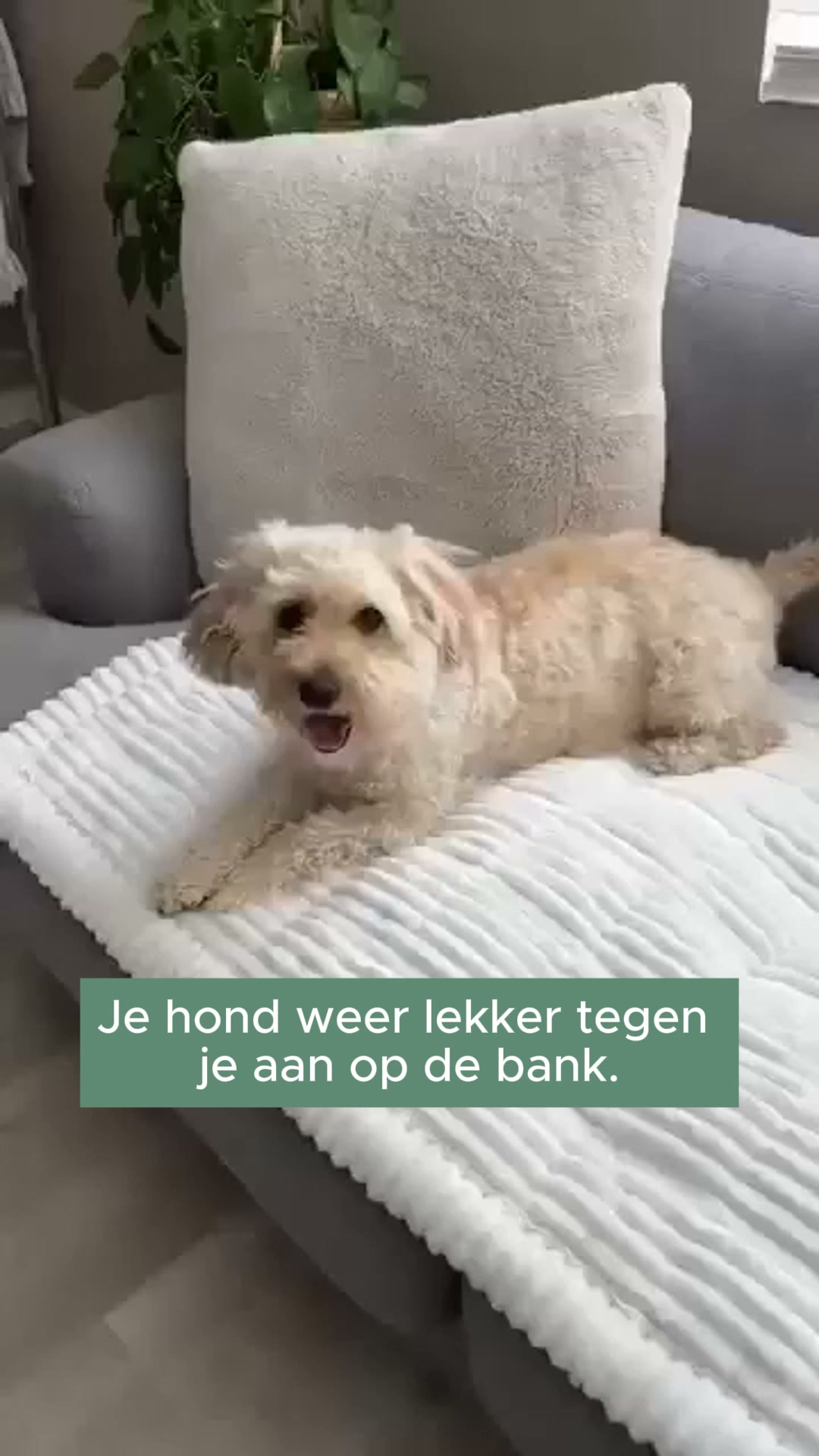 Je hond op de bank, je bank blijft mooi