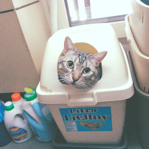 Never wonder if your place smells like litter