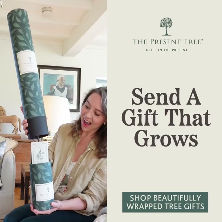 Beautifully Wrapped Tree Gifts