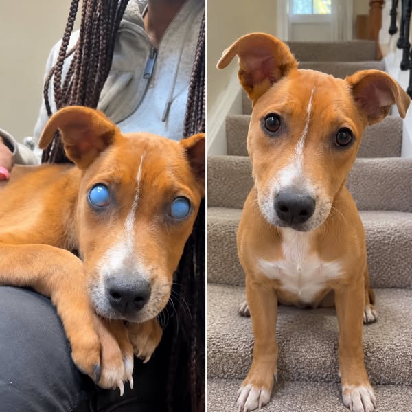 Cloudy Dog Eyes? Never Ignore This.