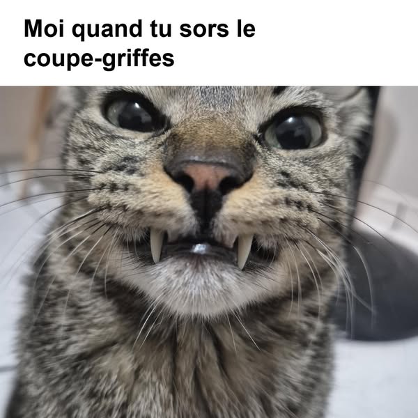 La bataille du coupe-griffes, c'est fini
