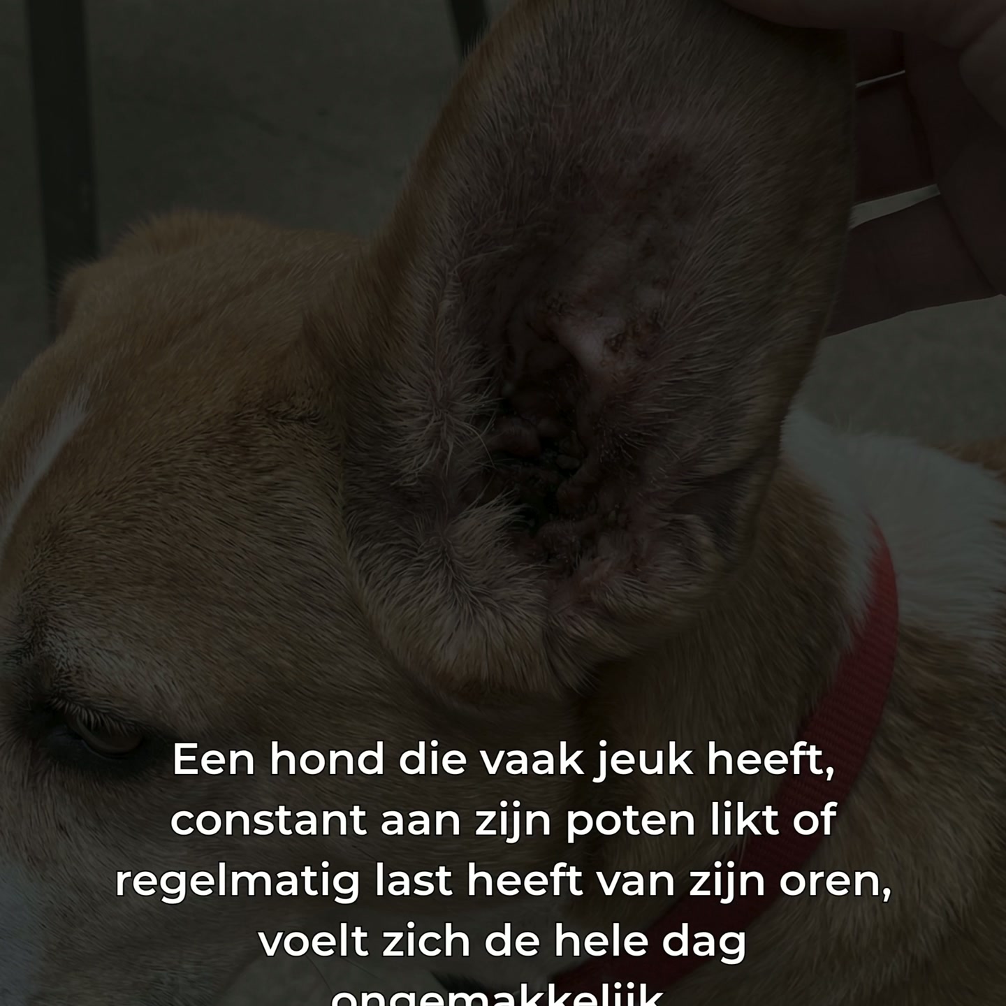 Waarom blijft de jeuk steeds terugkomen?