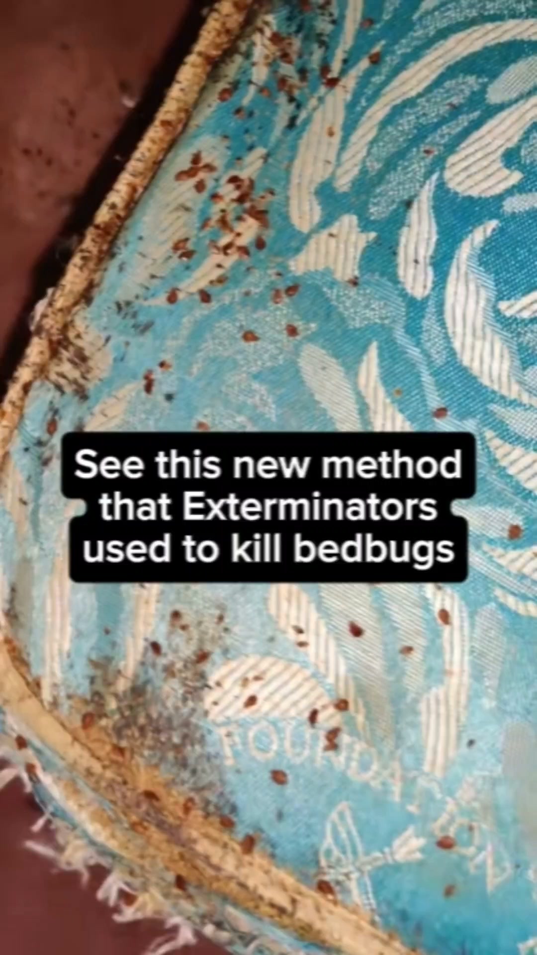 Finally Say Goodbye To Bed Bugs