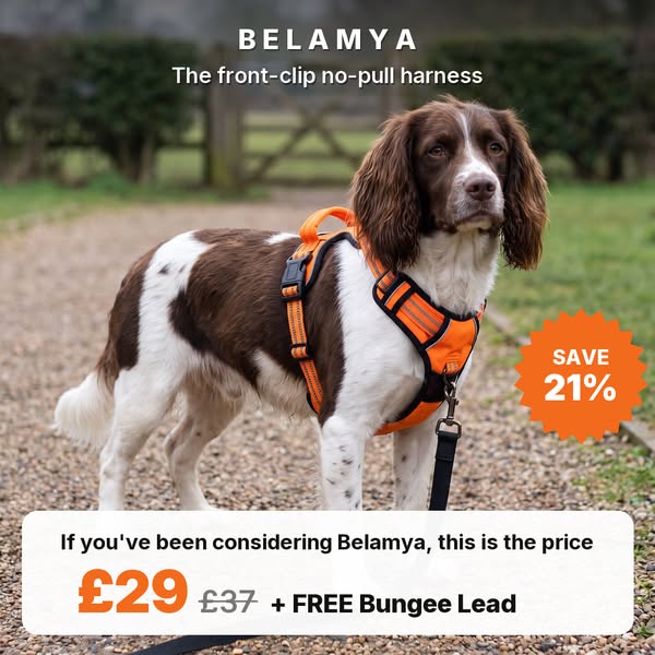 Front-clip harness, now £29