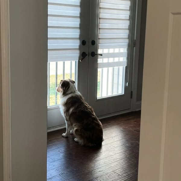 Nobody has complained about my dog in four months. Here is how that started.