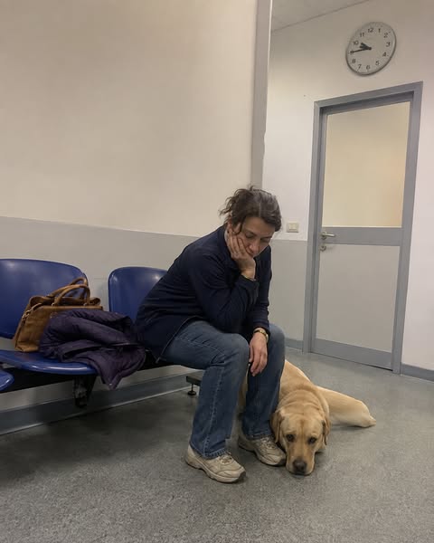 Perché Il Tuo Labrador Ignora Il “Lascia”?