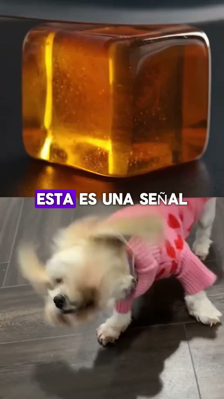 Fórmula Veterinaria Natural para Eliminar Hongos en Perros
