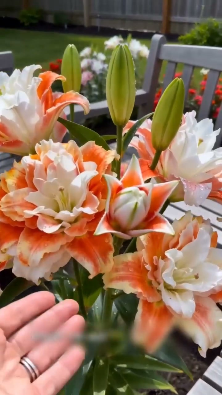 LAST DAY Sale $9.99 Double-Petaled Bicolor Lily