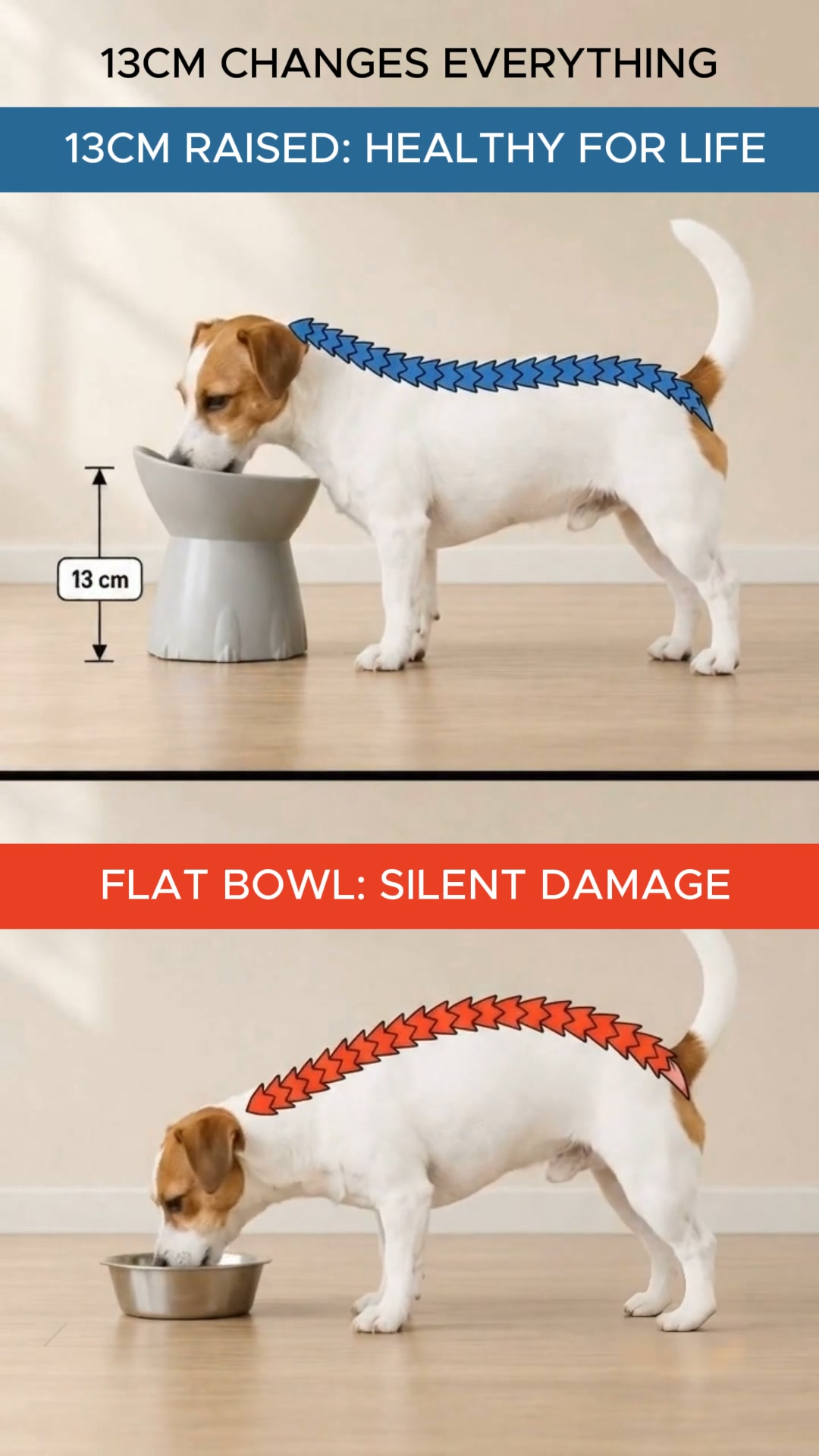 Orthopedic Bowl