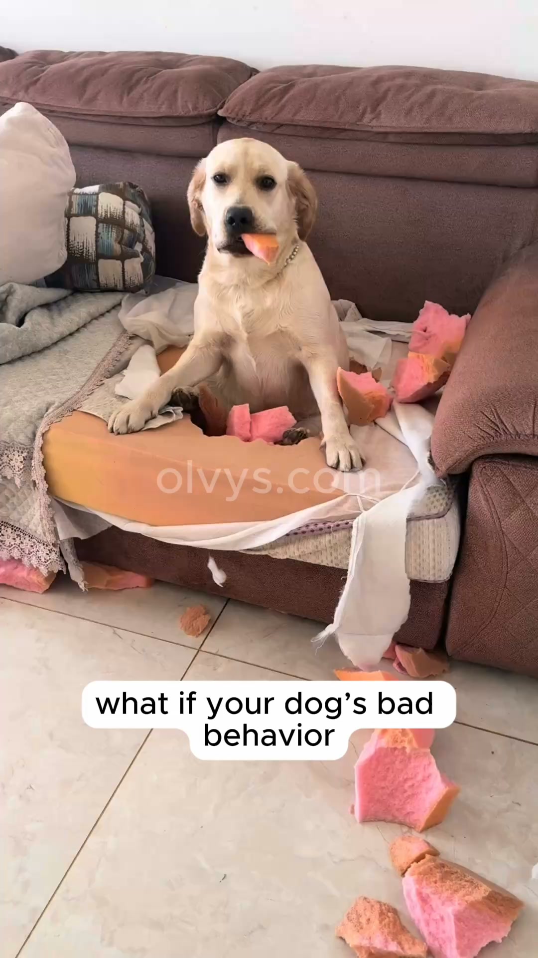 Help your pet rest better | Save 45%