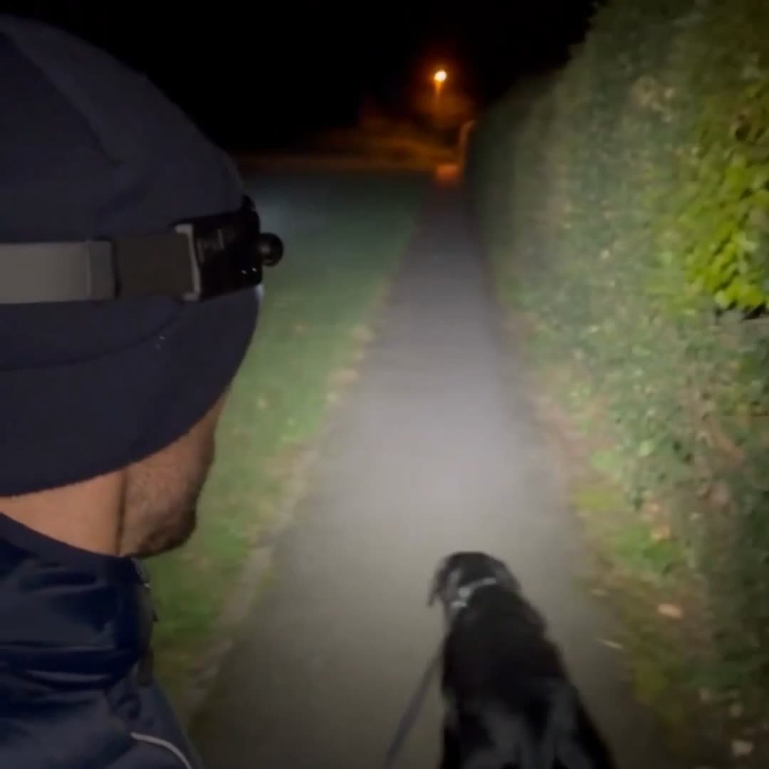 Your evening dog walk, fully lit