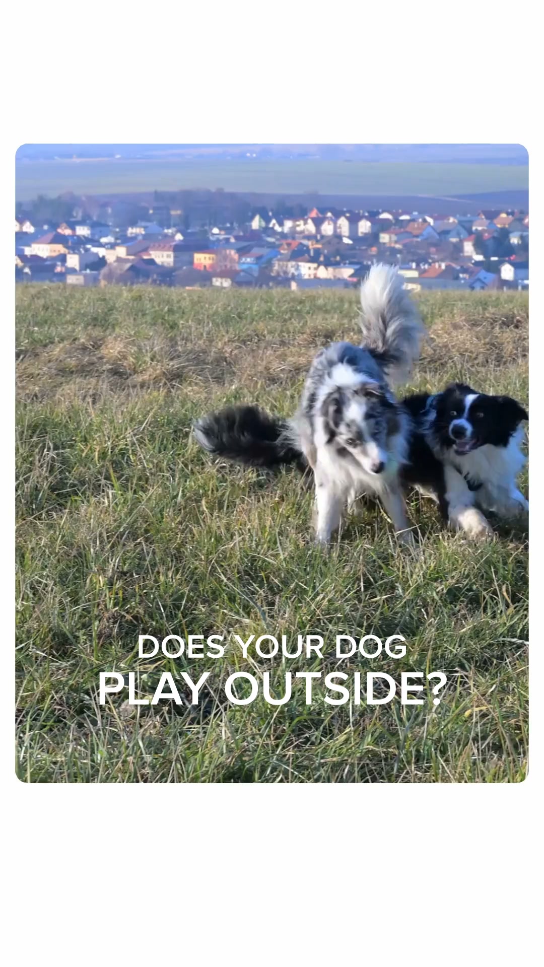 Provide a tick-free life for your pet