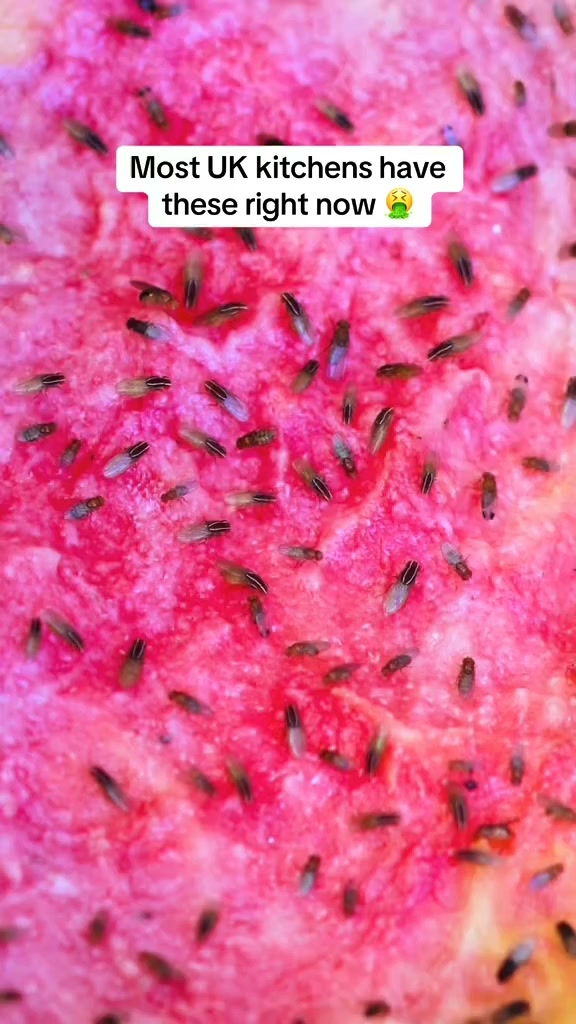 Ultra-Strong Fruit Fly Trap