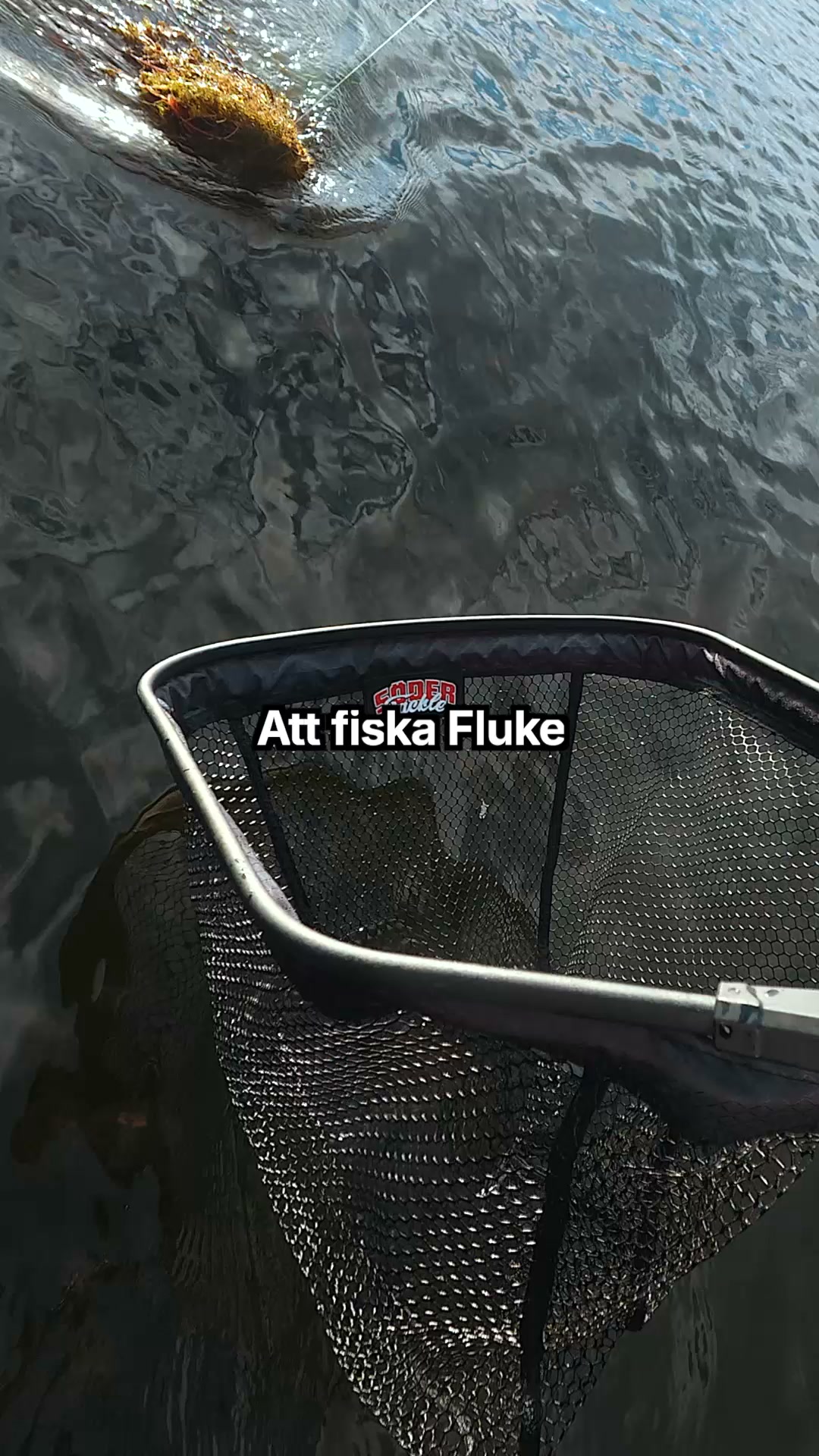 Scout Fluke