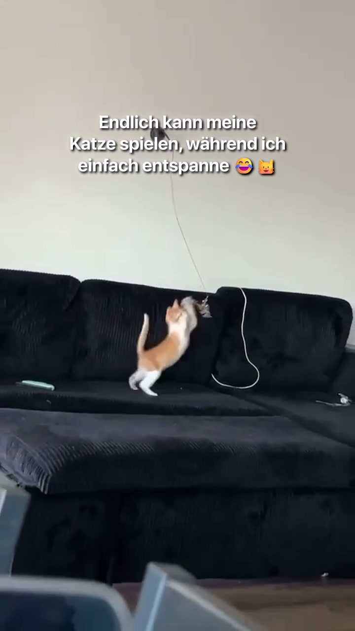 #1 Katzenangel
