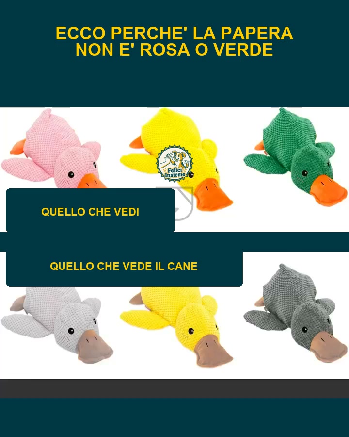 La papera che lo stanca da solo