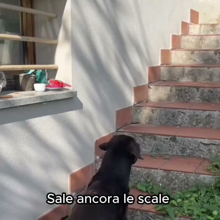 "Con questo è tornato a correre come prima"