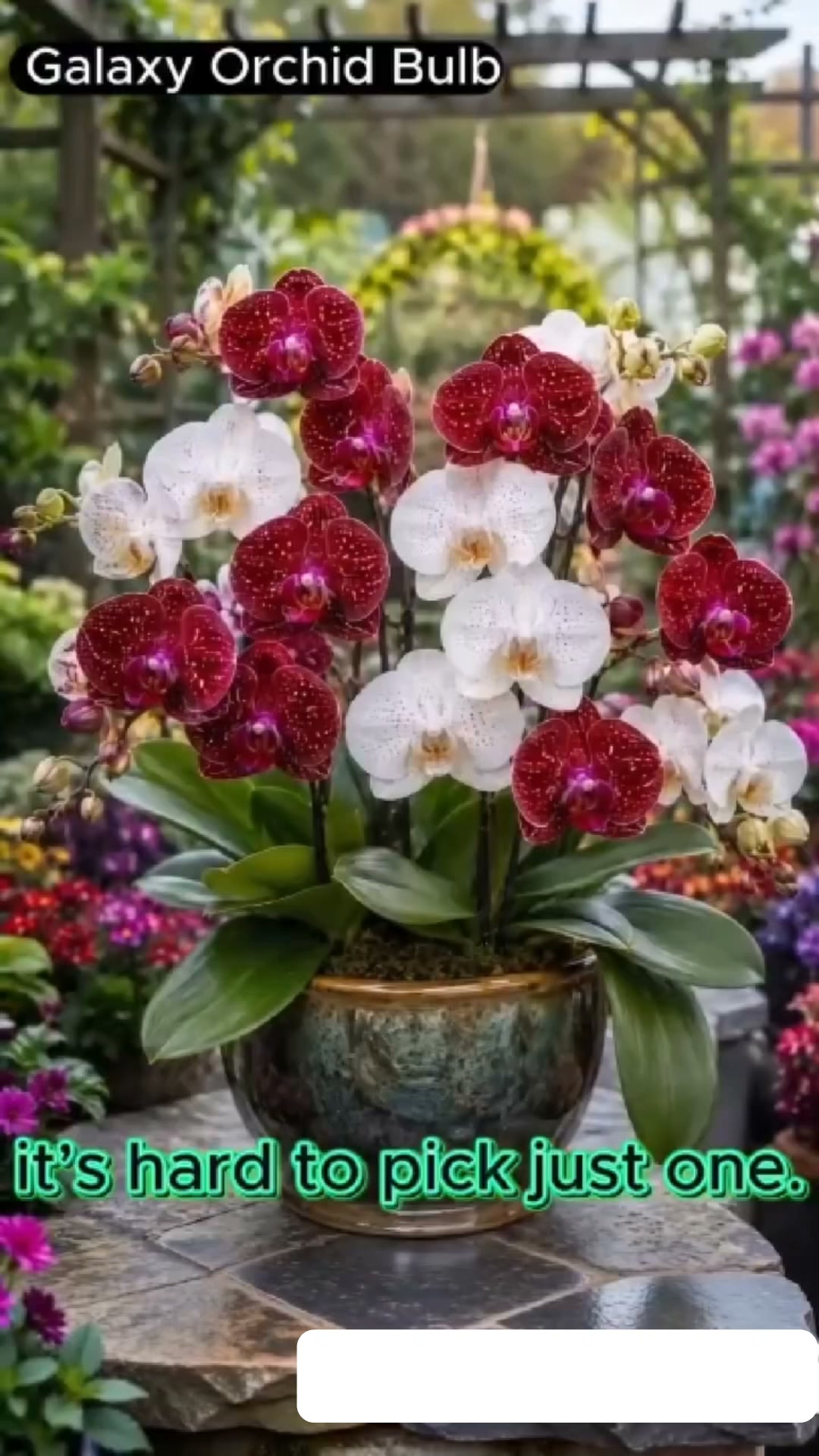 Rare Galaxy Orchid Bulb
