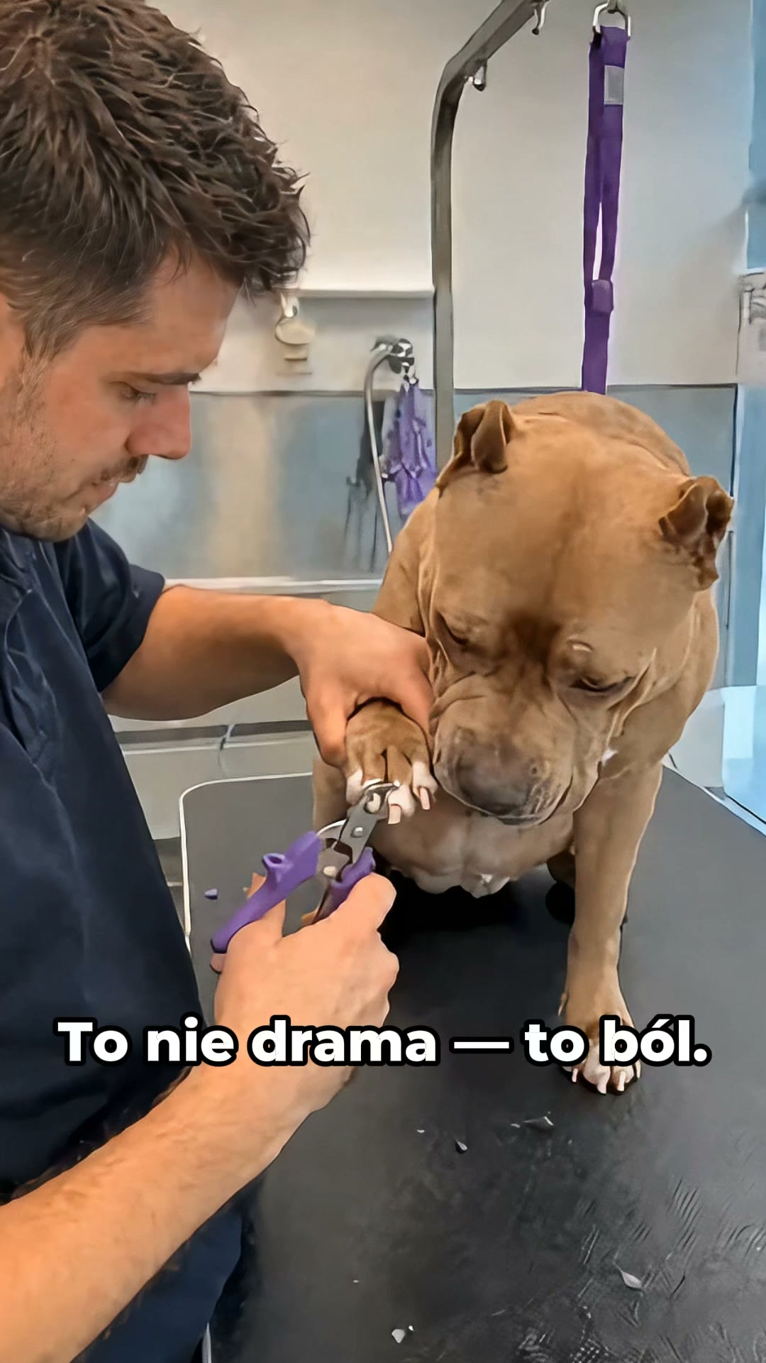 Bezstresowe skracanie pazurów dla Twojego psa