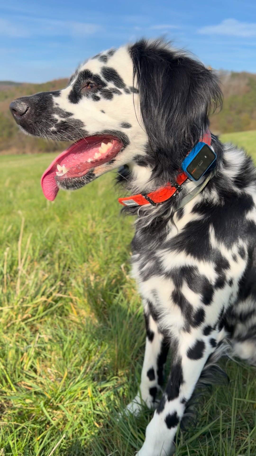 Ein Muss für Hundebesitzer
