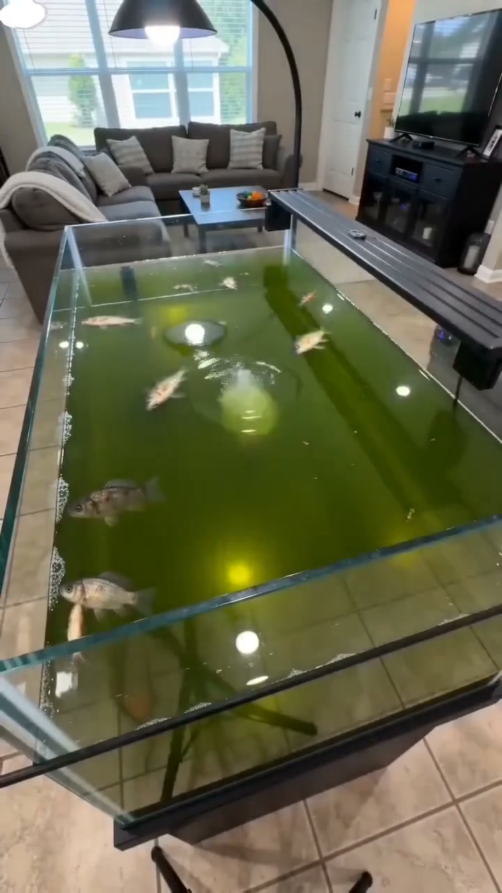 Fish Tank Purification Tablets